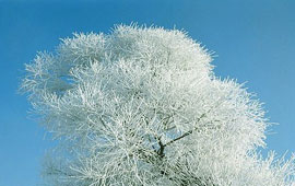 免费用虚拟号码发电话